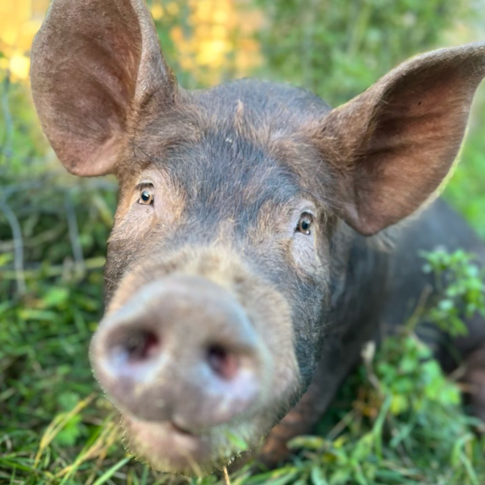 Promised Land Animal Sanctuary