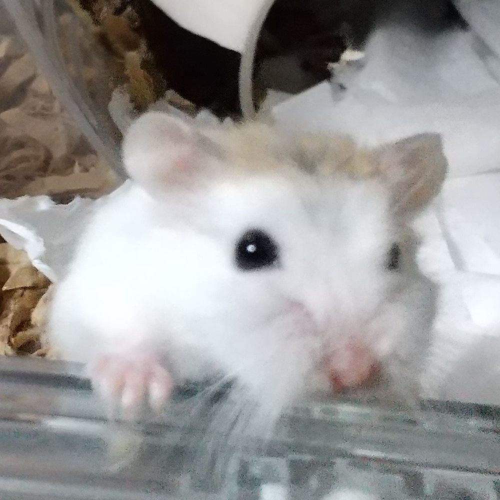 アヤカ