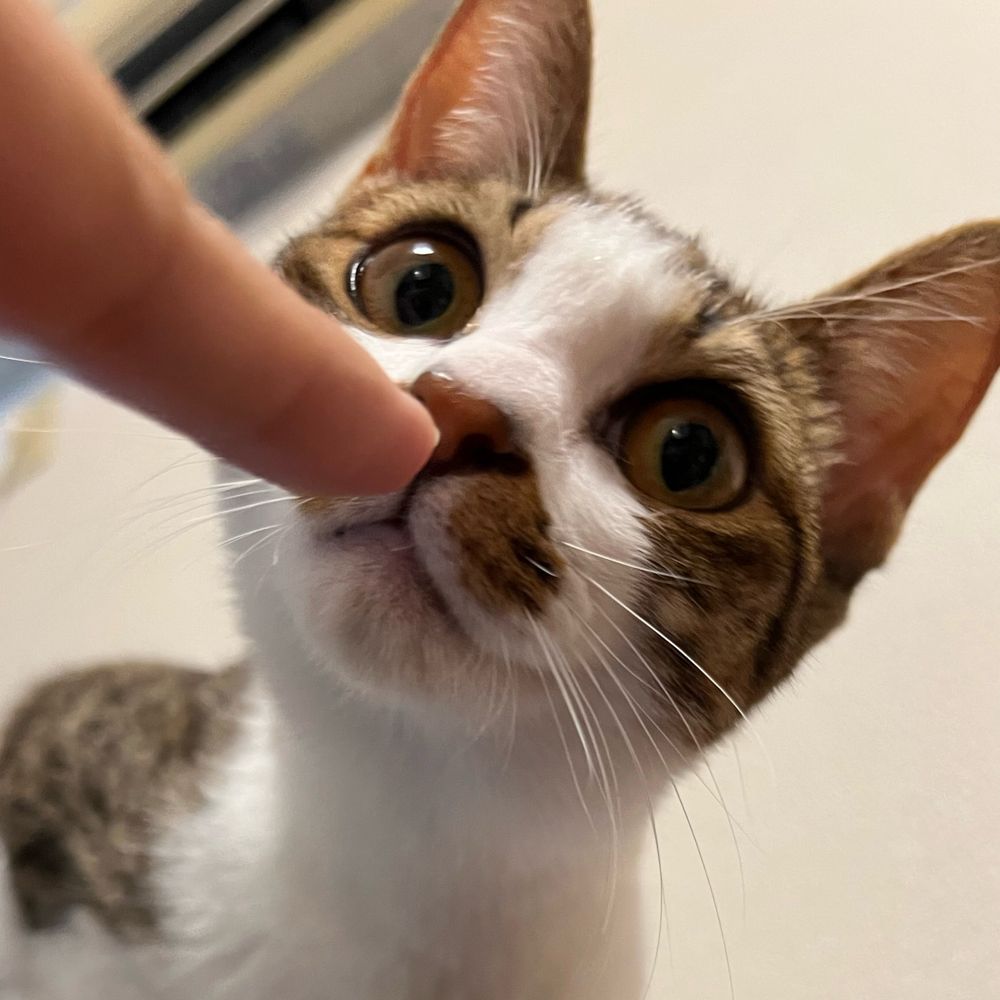 ピクルス