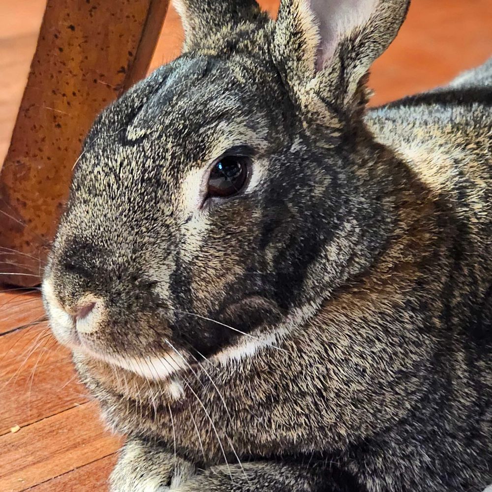 DumbBunnie