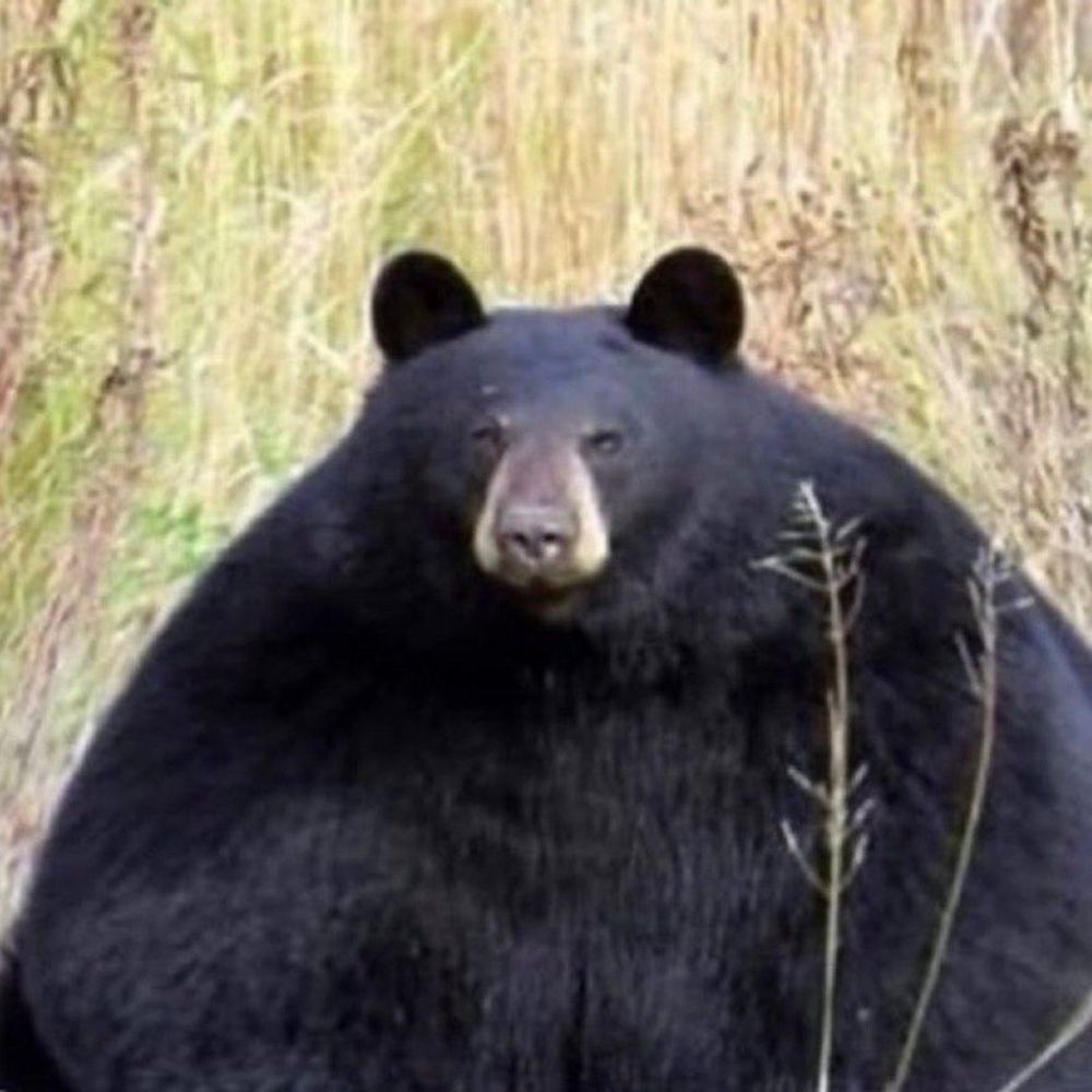 곰곰이봐도곰