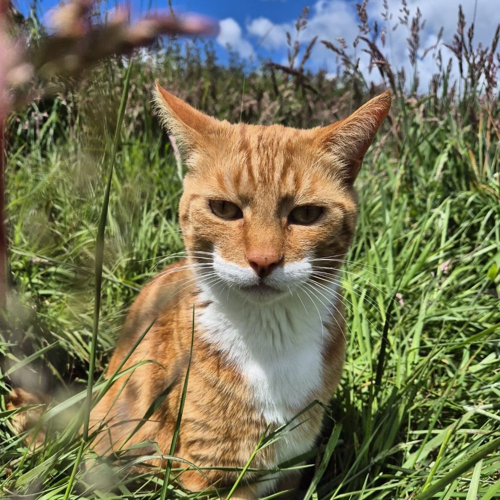 Kiwi Cat 🇳🇿
