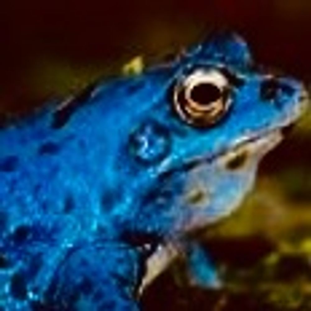 Blaue Kröte