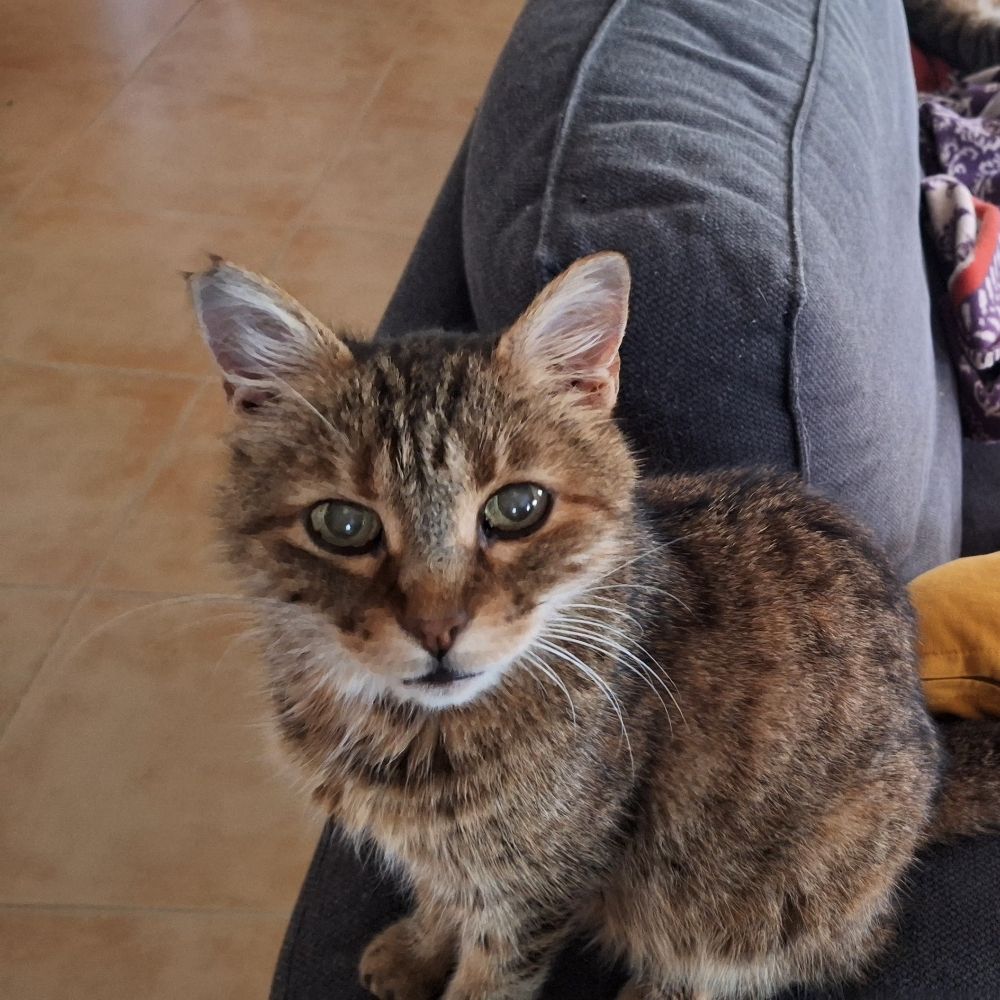 Birinci Tekir Şahıs 🐈‍⬛