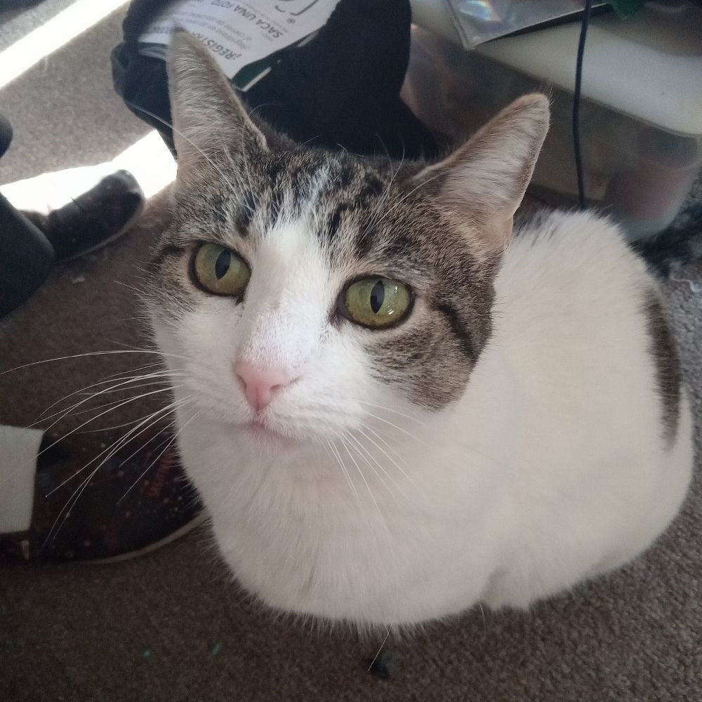 hello everyone!