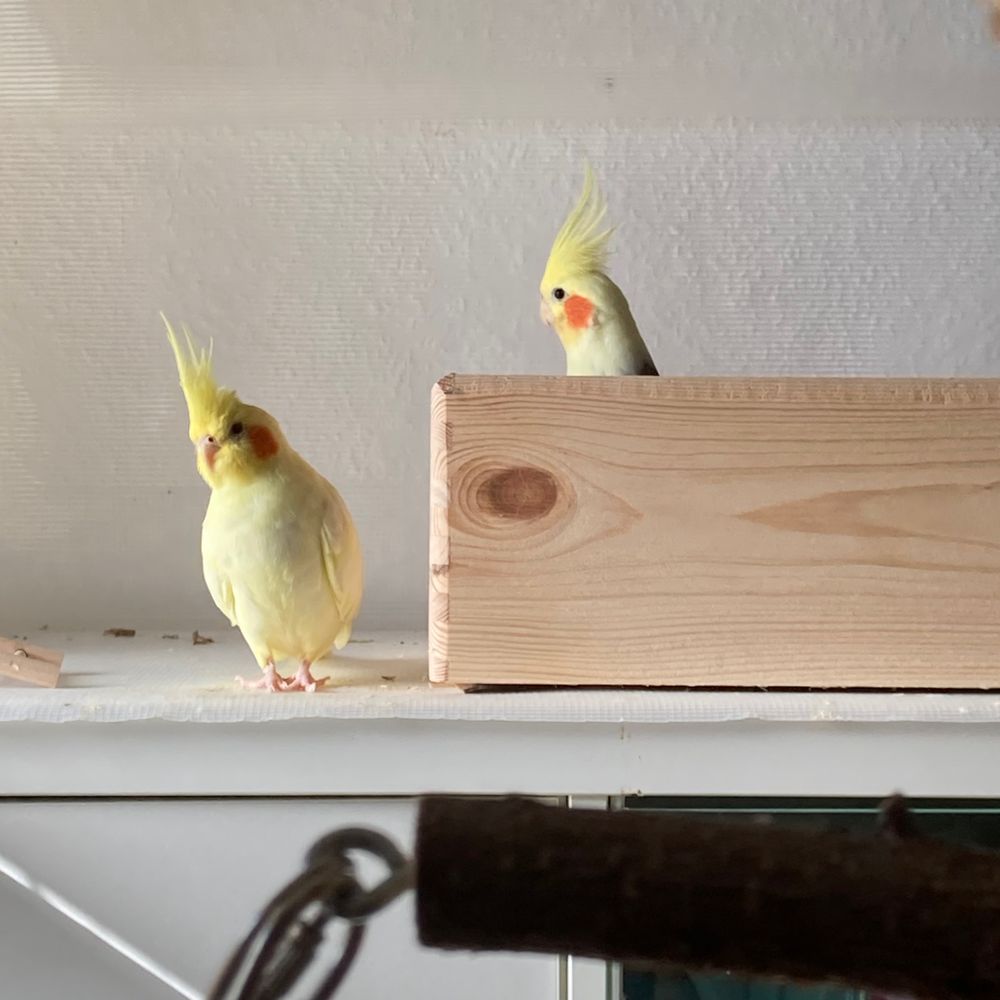 Popcorn, Emil, Cookie und Kikki