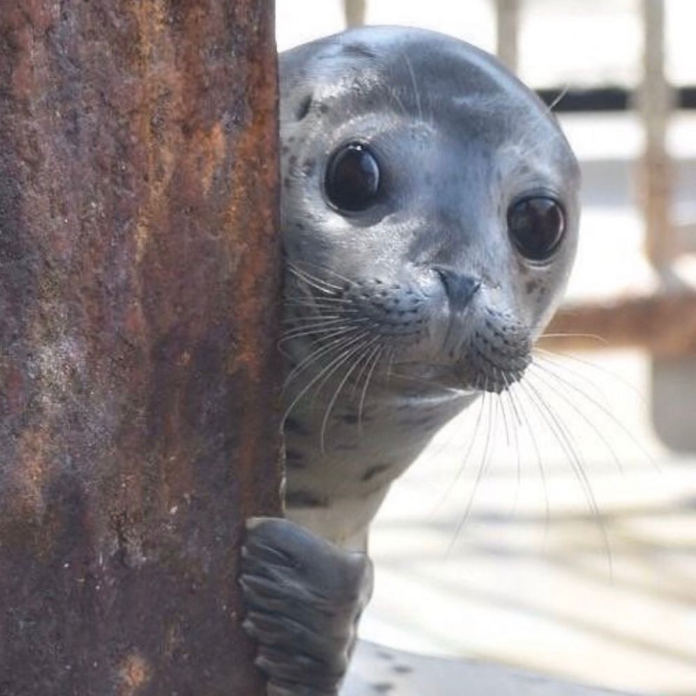 Evilseal