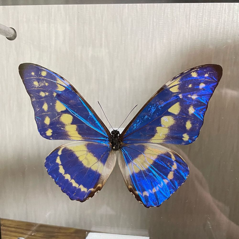中臣モカマタリ