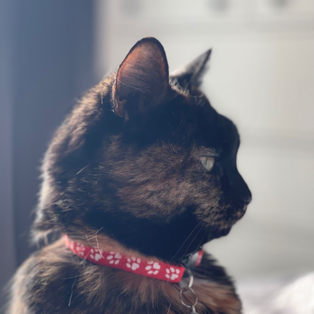 Pippa here