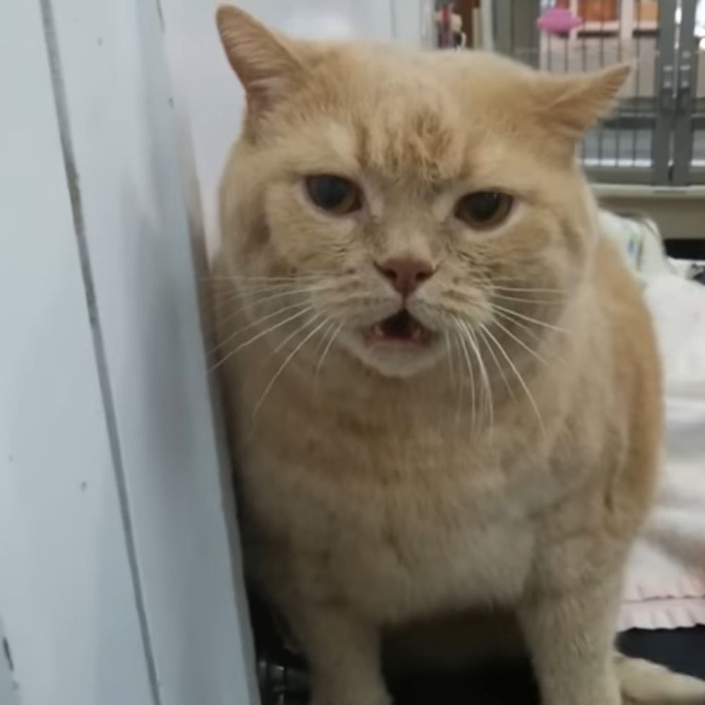 ごえもん🐈