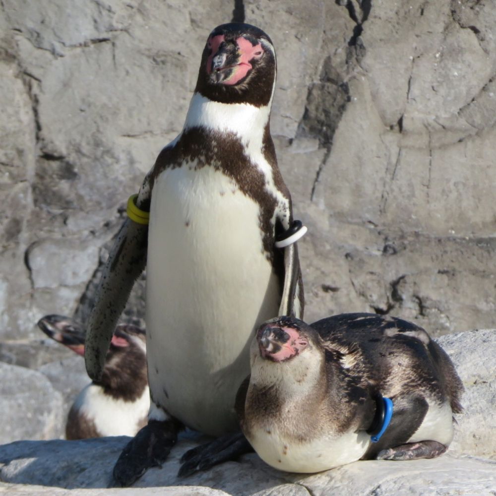 ペンギン