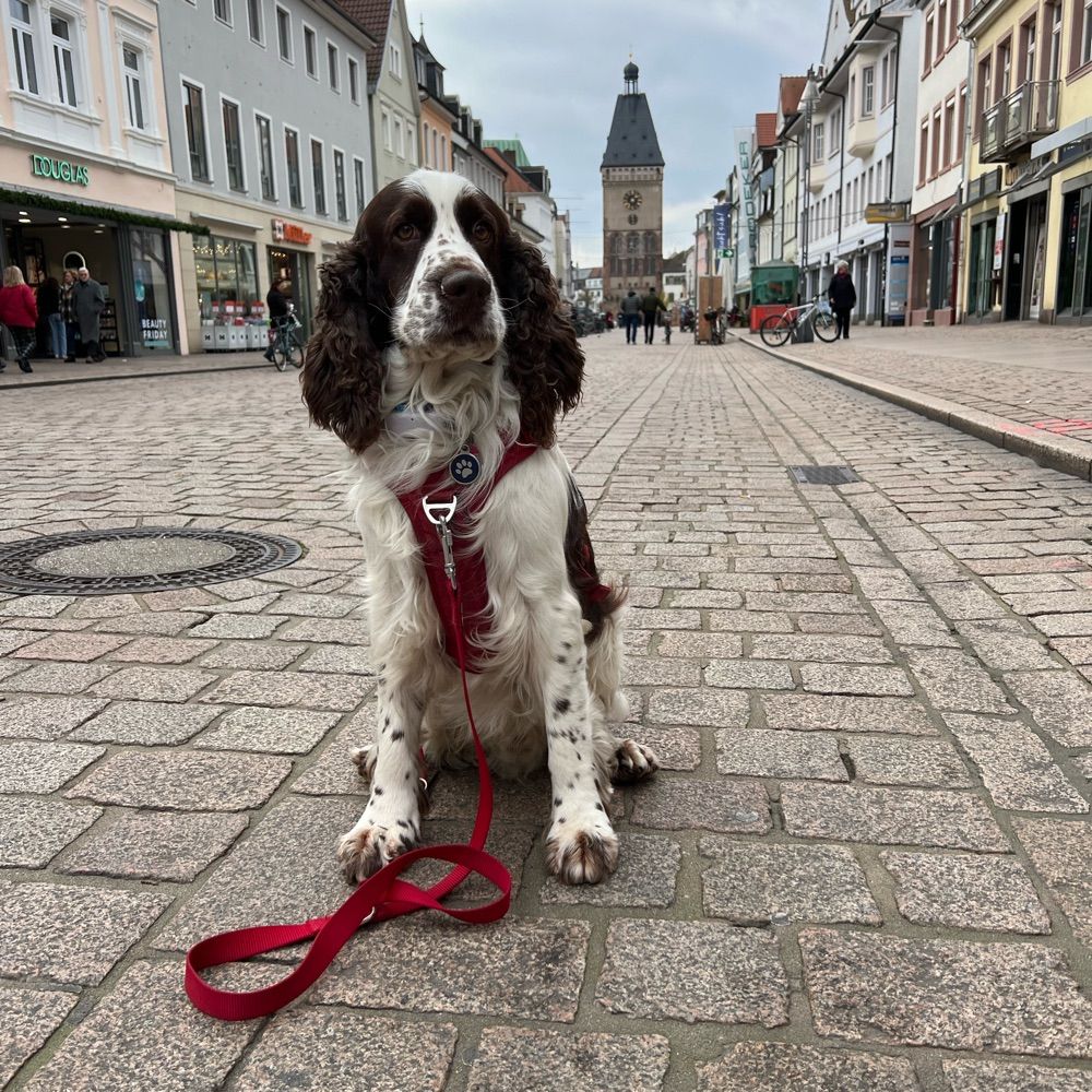 Andy and Charlie the Spaniel