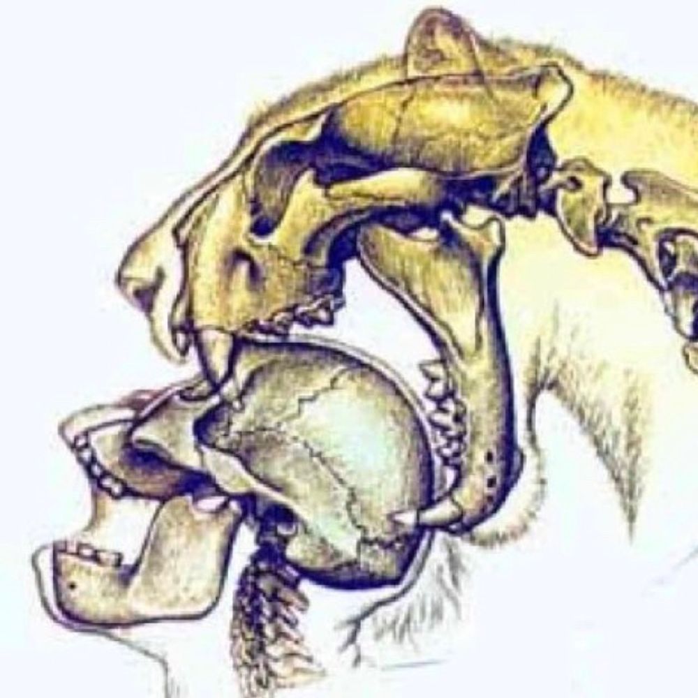 Skulley