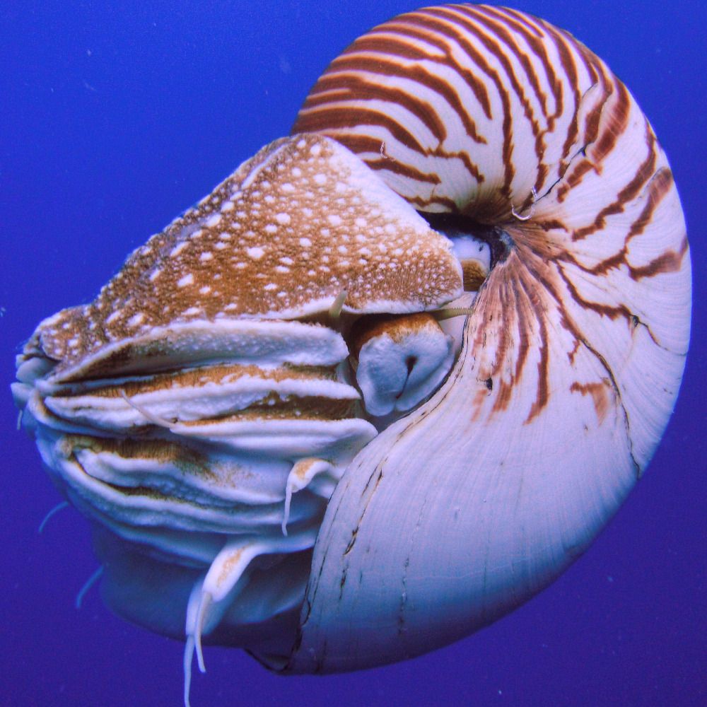 Nautilus Ocean