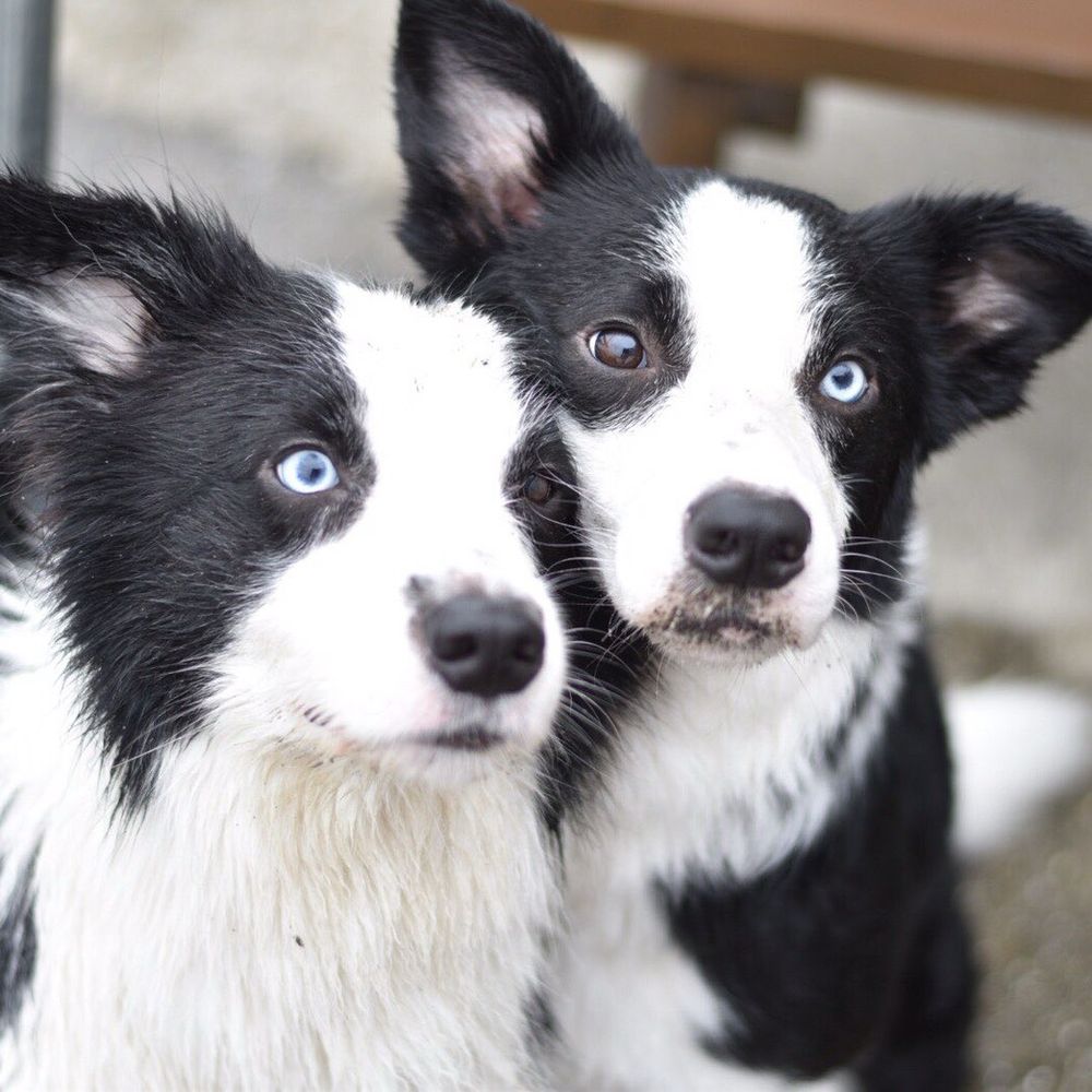 HUSKY