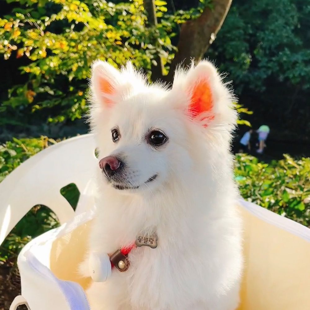 해피몽블랑언니