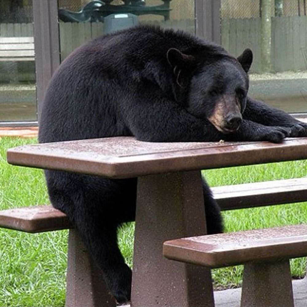 Boring L.A. Bear