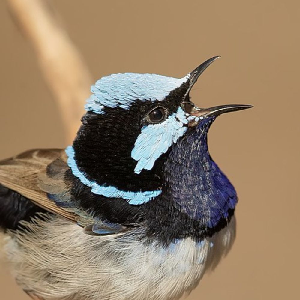 Superb Fairywren