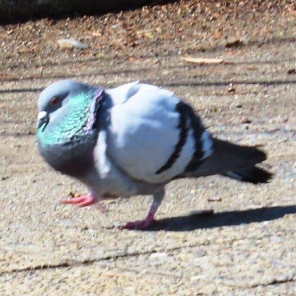 いんが