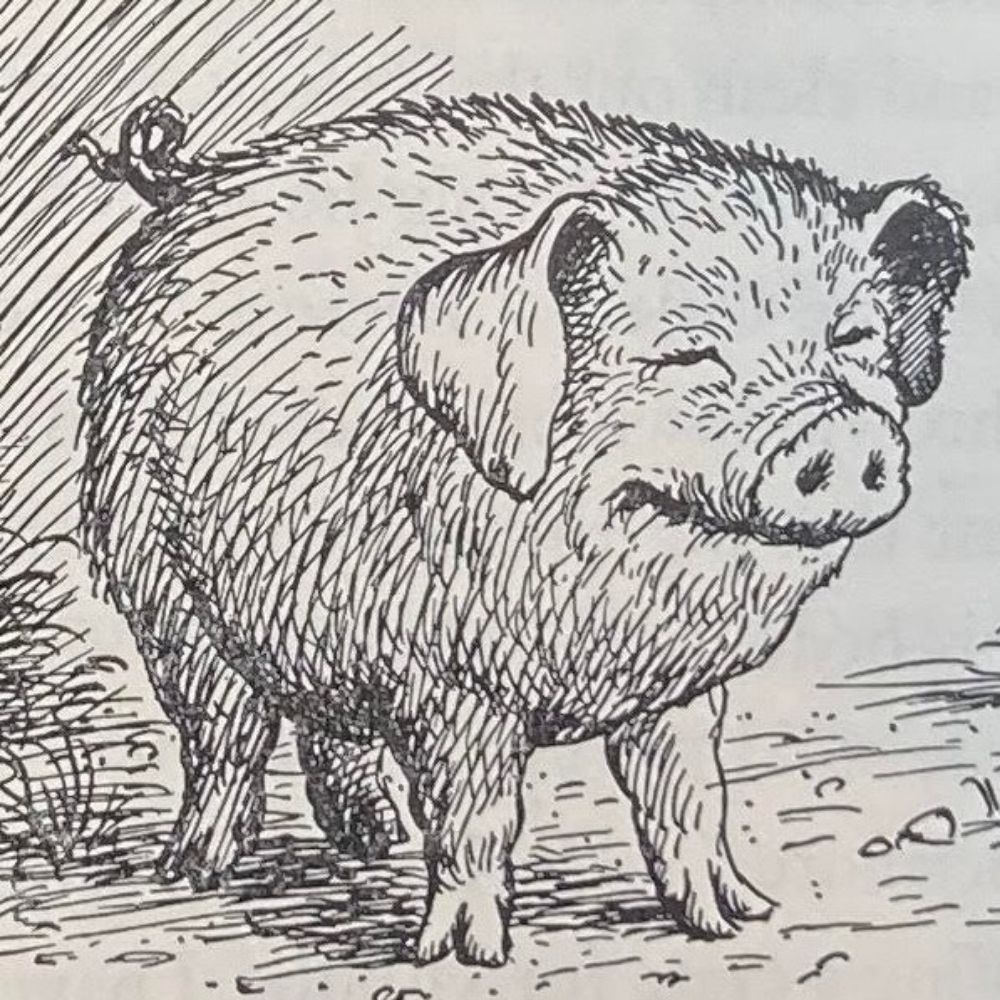 Aardvark