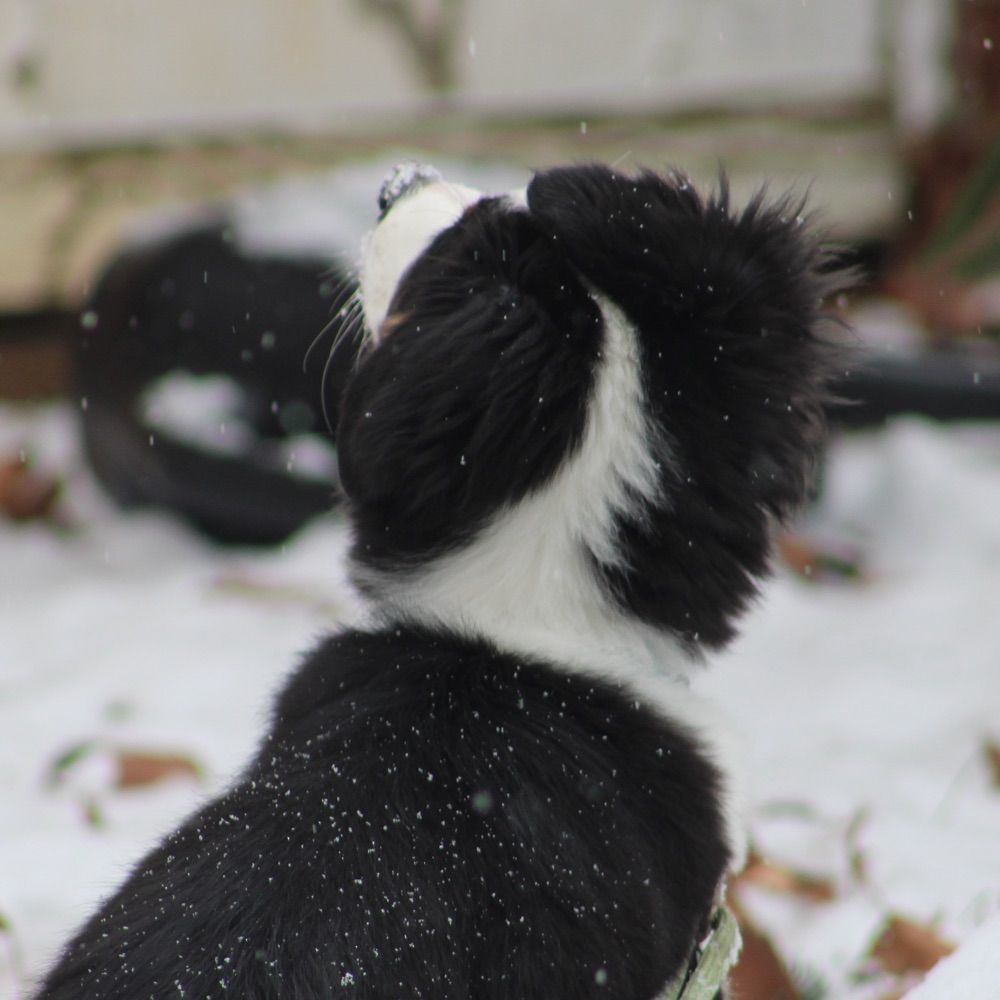 juno!