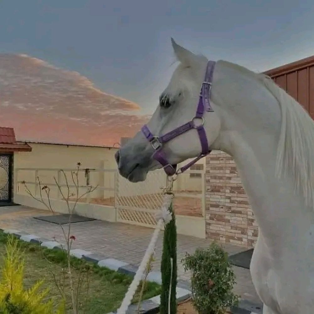 ض