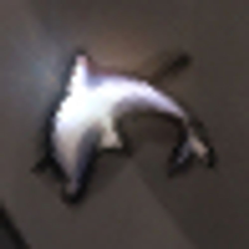 でした…！