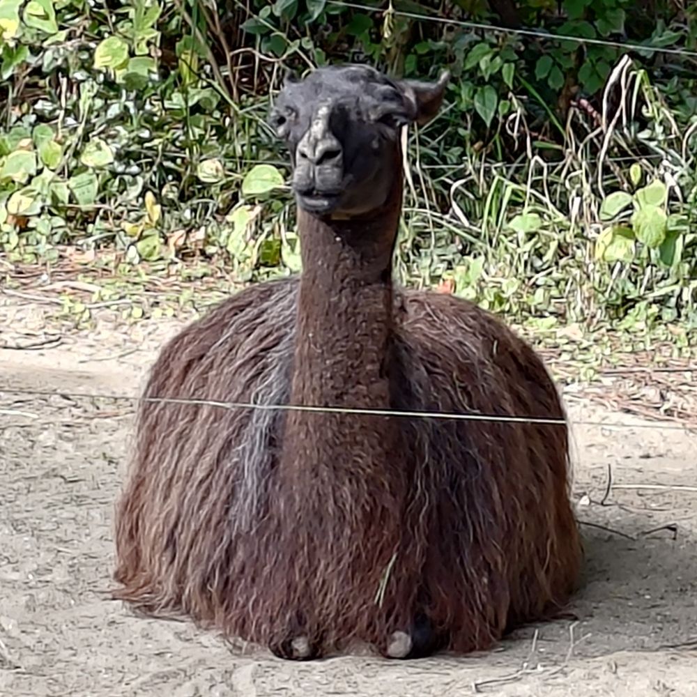 とれもろ