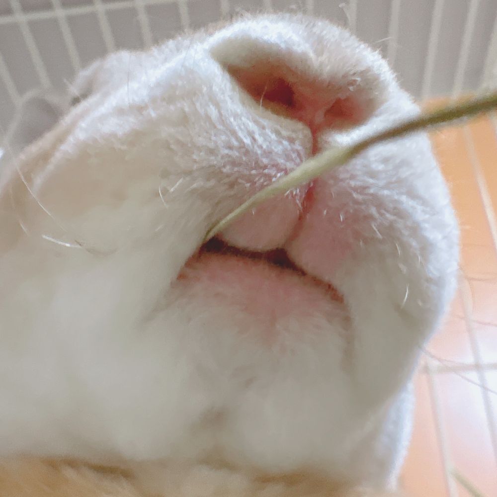 見せつけろ！うさぎの鼻の穴！