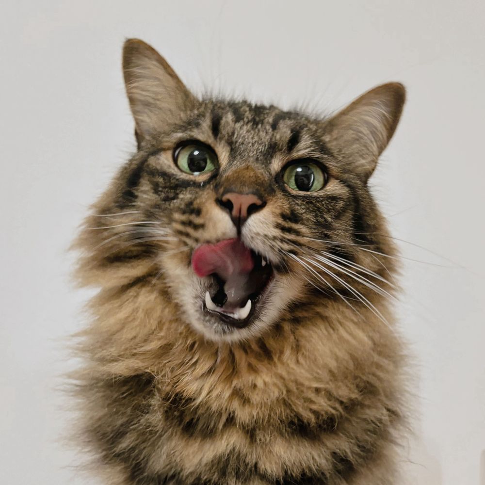 5mくらいある猫
