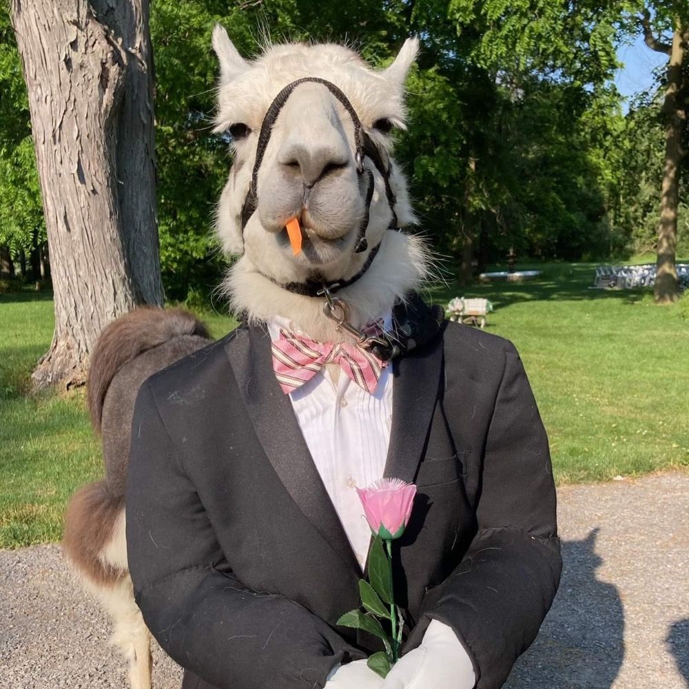 Llama