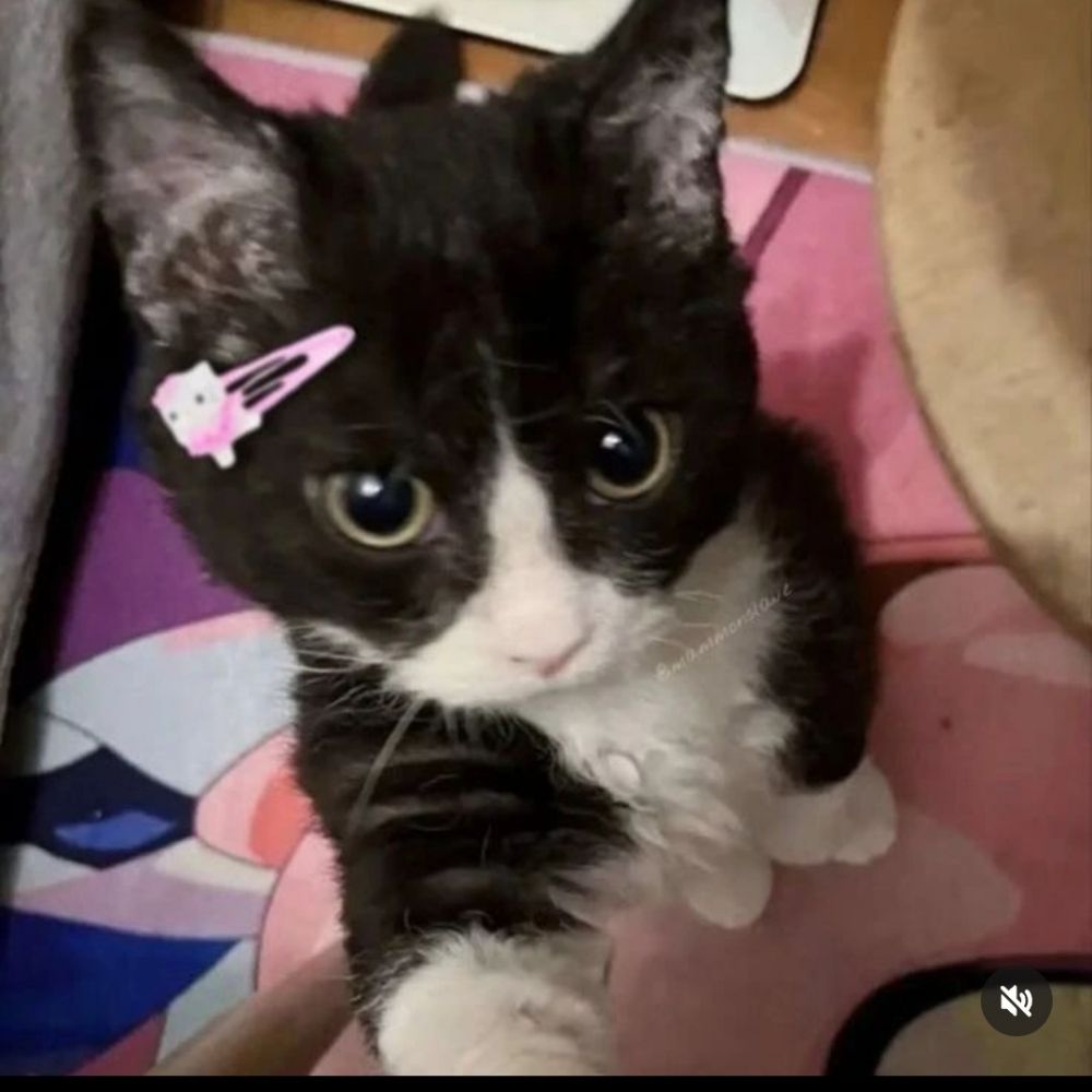 kemy