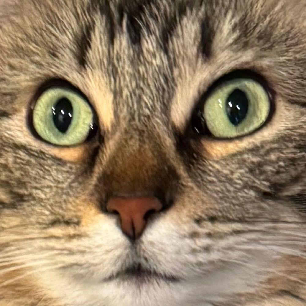 Deb Ha
