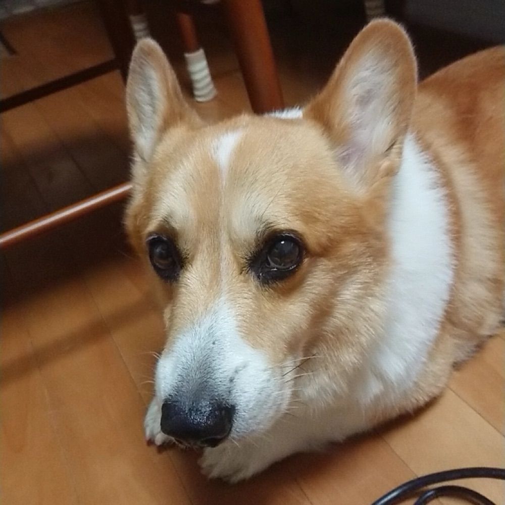 ワン