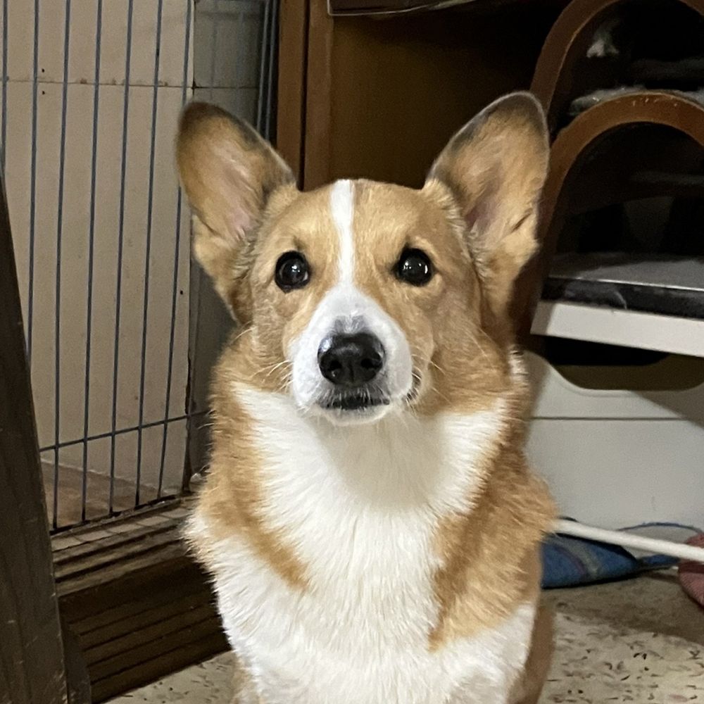 モフもふ