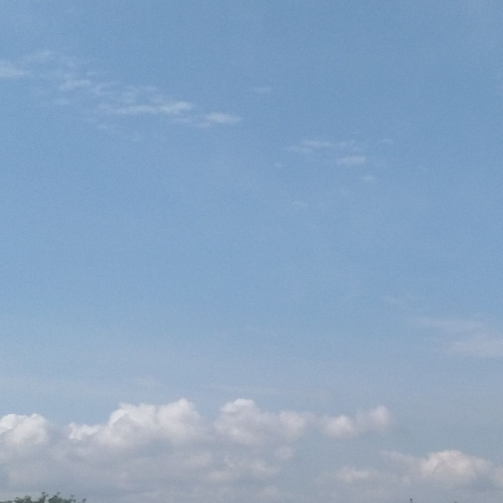 海燕/海洋鳥類
