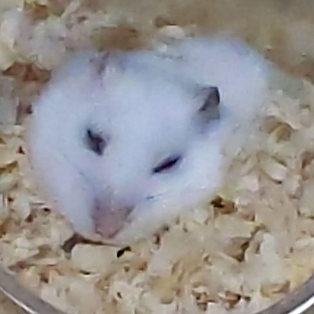 れな