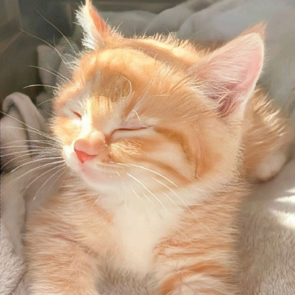 ♡ 