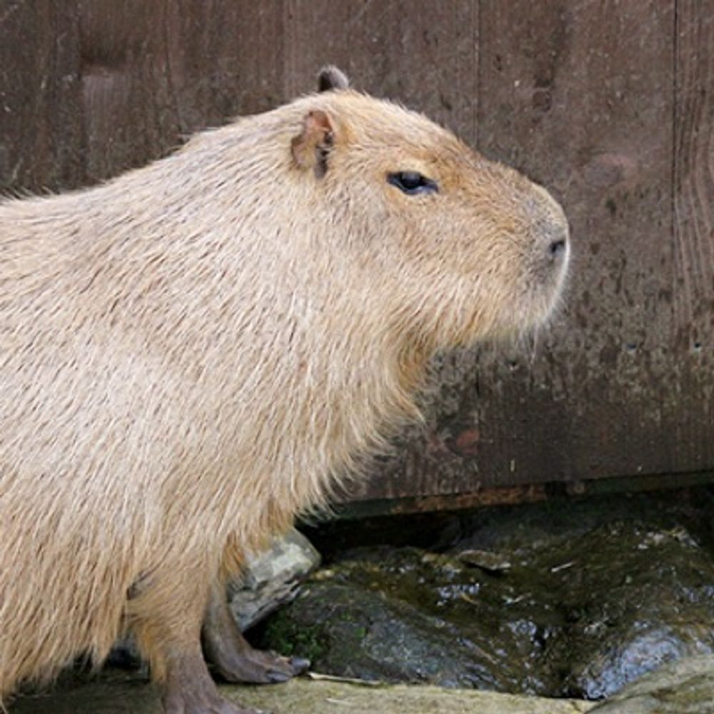 カピバラ