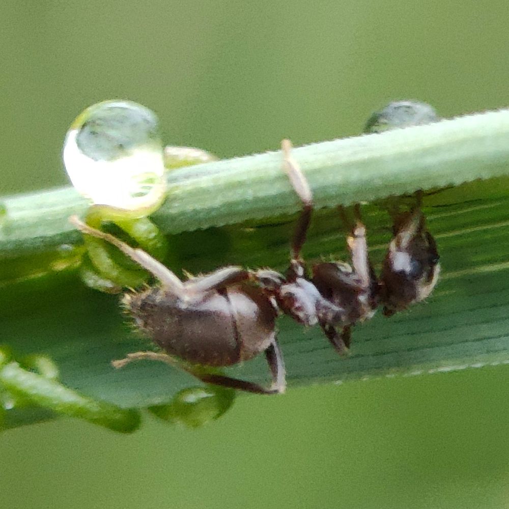 Aphid Farming