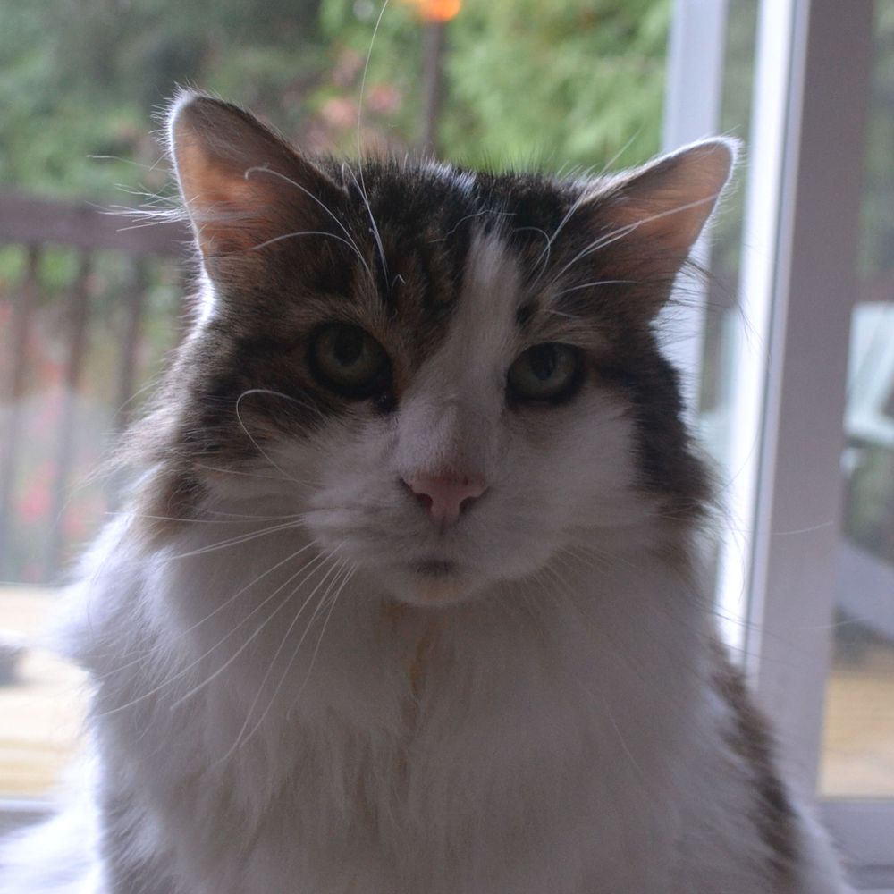 Bella | Fur and Feather Council