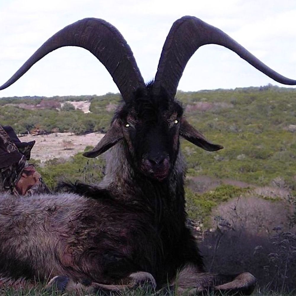 GoatFossils𓃵♱