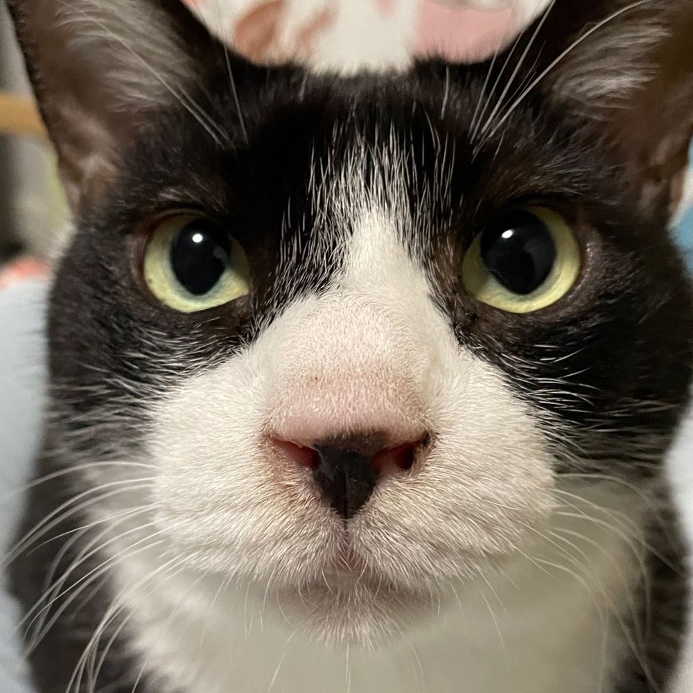 VR猫たぴおか