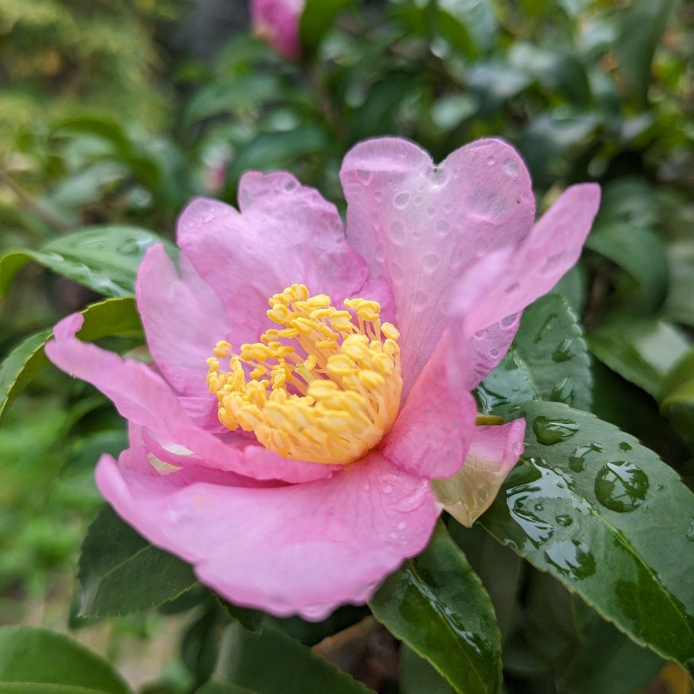 Yoshimi Aoyama