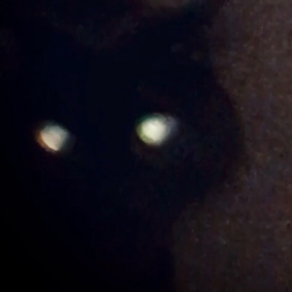 Your Favorite Cryptid