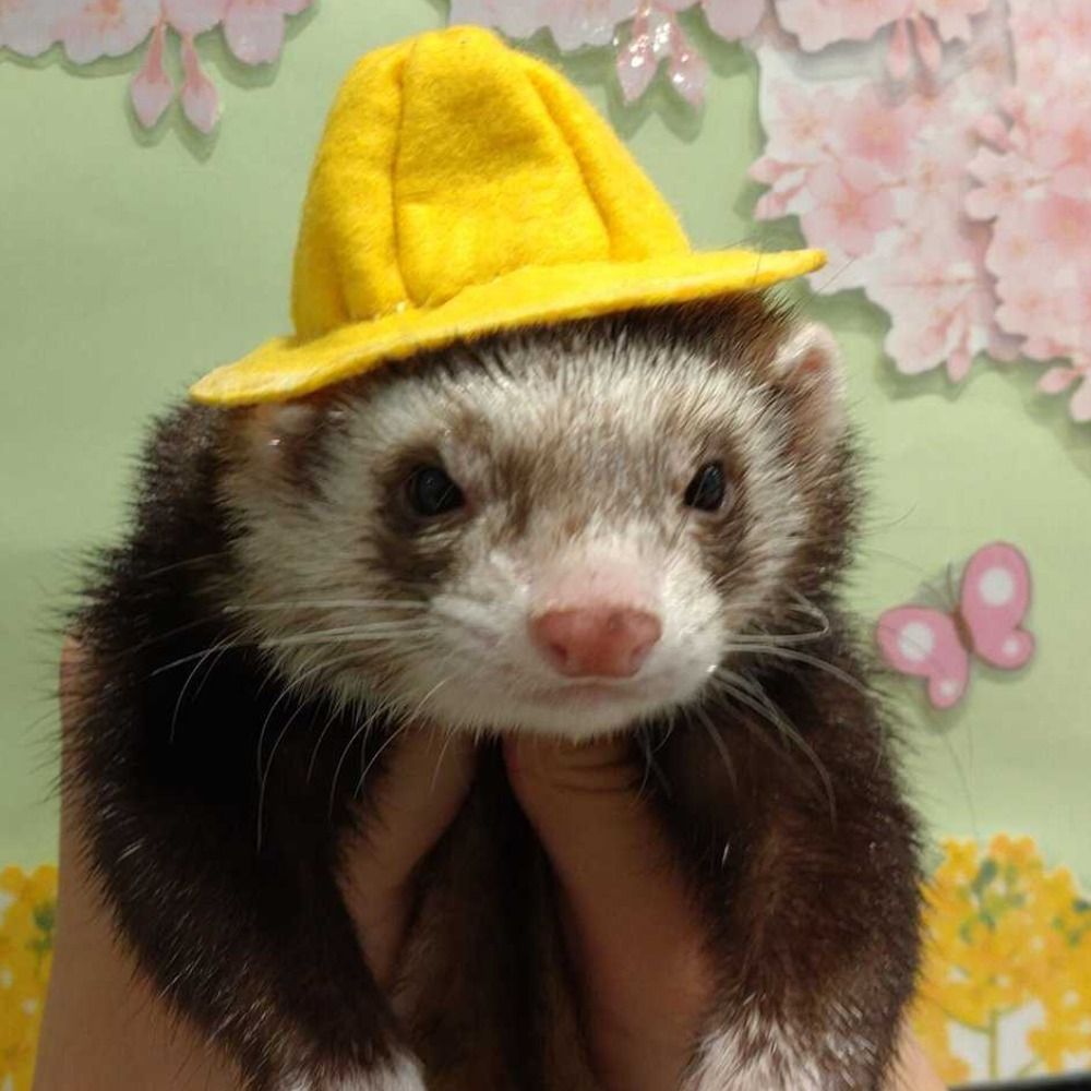 Piya ferret