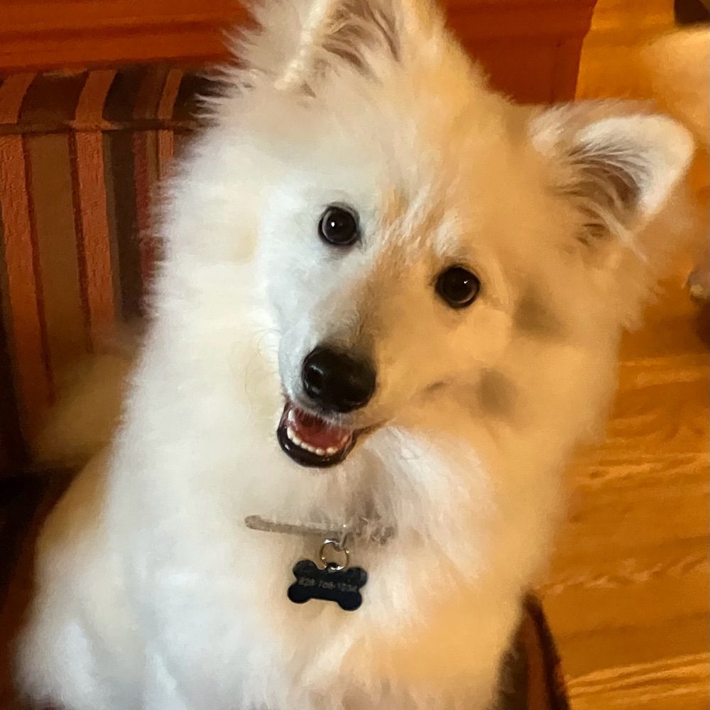 Blitz the Spitz