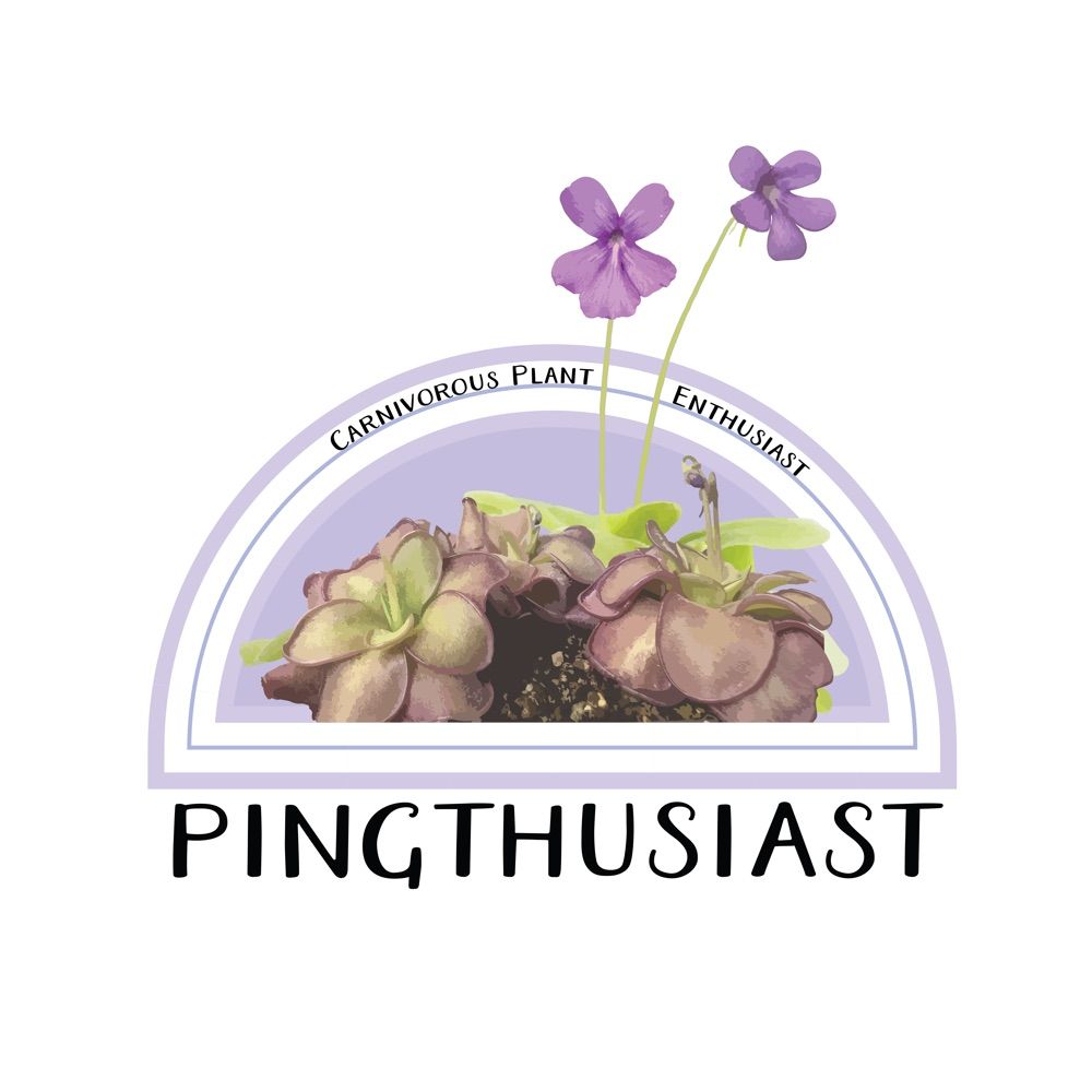 Pingthusiast
