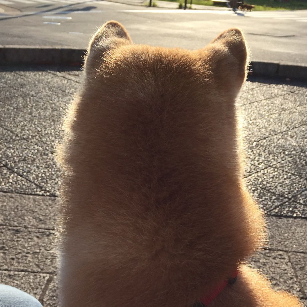 ひよ