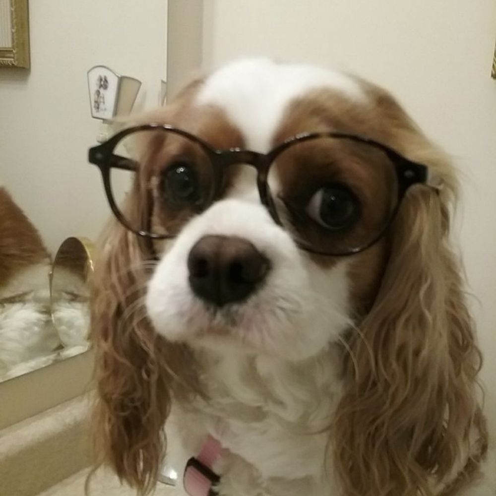 dani